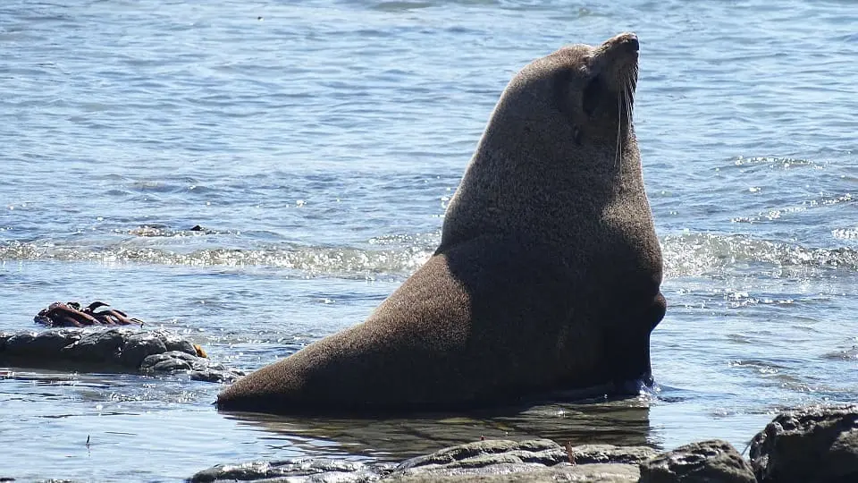 sea-lion-1053973_960_720