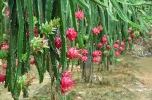 A Pitaya tem vários benefícios à saúde, incluindo a habilidade de diminuir o colesterol, melhorar o sistema imune e a digestão, prevenir câncer e doenças cardíacas, auxiliar com a perda de peso, garantir aumento de energia, defender o organismo de fungos e bactérias e ajudar em funções do corpo em geral.