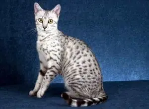 72 egyptian mau min As 9 raças de gatos que se apegam mais rápido aos donos