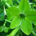 6900668 green flowers wallpaper min Cromoterapia: terapia de cor