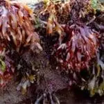 9 surpreendentes benefícios do Dulse. Vivernatural.com.br