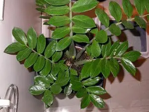 Zamioculcas planta mágica