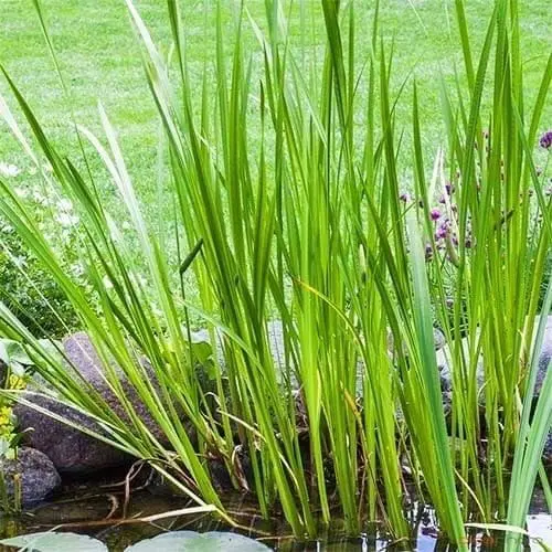 plantas Calamus Açoro proteção vitalidade