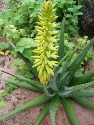 aloe vera vasos casa