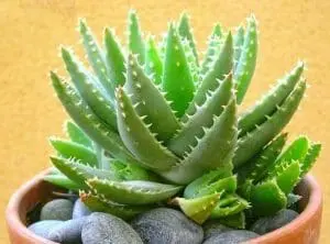 Aloe vera cultivar planta casa