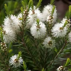 Óleo essencial da árvore do chá Melaleuca saúde cosmetologia acne cabelos