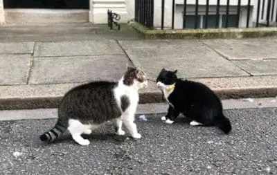 gatos sinais felicidade 