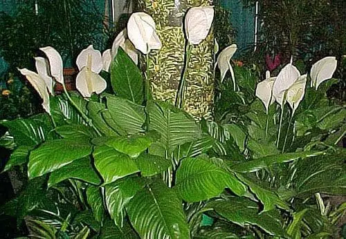 Spathiphyllum Lírio-da-Paz acalma protege