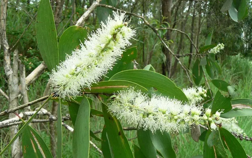 Óleo essencial da árvore do chá Melaleuca saúde cosmetologia acne cabelos