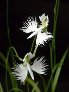 Orquídea magia sedução