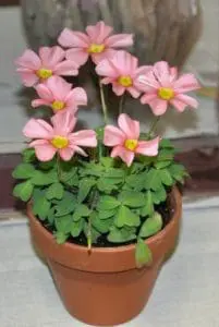 oxalis felicidade amor planta