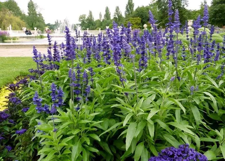 óleo essencial de sálvia Salvia sclarea Salvia officinalis pressão saúde cosmetologia pele cabelos