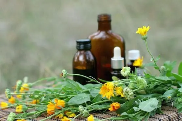 óleo calendula saúde cosméticos pele