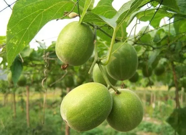 Fruta do monge Luo Han Guo dieta saúde diabetes 