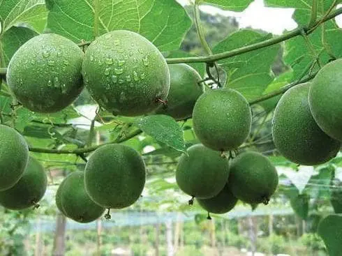 Fruta do monge Luo Han Guo dieta saúde diabetes 