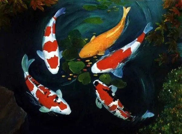 koi animal poder totem xamanismo Nishikigoi