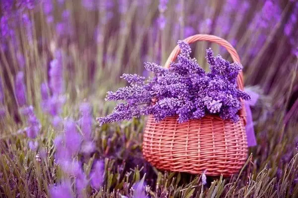 lavanda1 min Óleos essenciais na vida cotidiana: pequenas dicas e segredos!