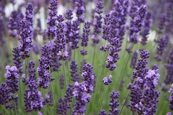 óleo essencial de lavanda stress depressão insonia saúde pele rosto cabelos