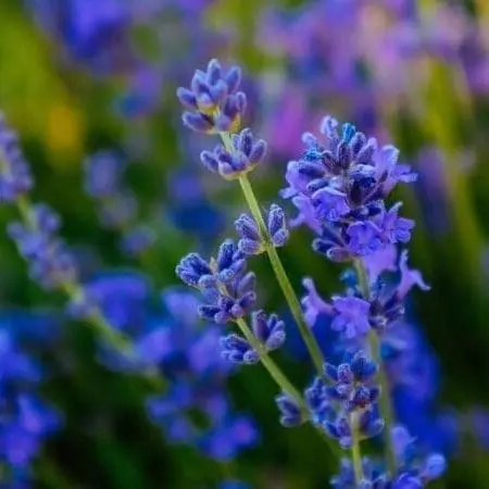 óleo essencial de lavanda stress depressão insonia saúde pele rosto cabelos