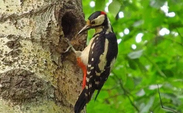 pica-pau animal totem poder xamanismo