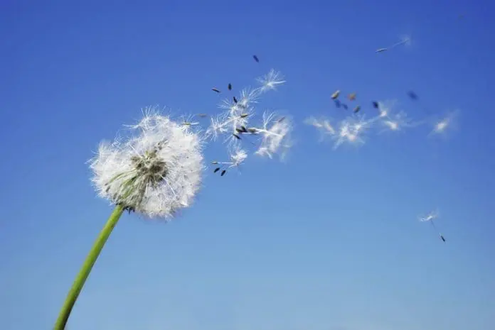 elemento ar saúde xamanismo natureza magia