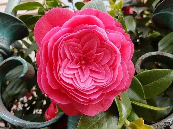 óleo de camelia óleo base pele rosto cabelo saúde