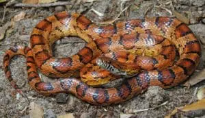 xamanismo animal de poder totem cobra