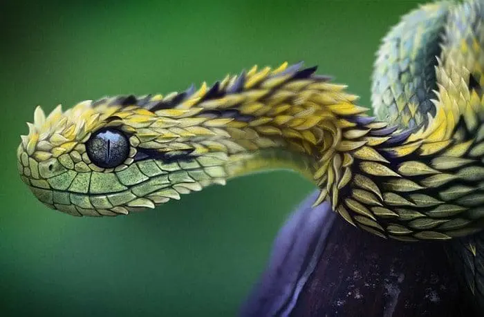 xamanismo animal de poder totem cobra