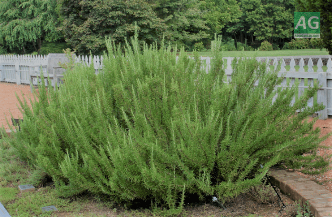 defumação defumar limpeza ambiente energia negativa ervas plantas