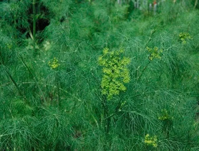 aromaterapia óleo essencial de endro calmante stress 