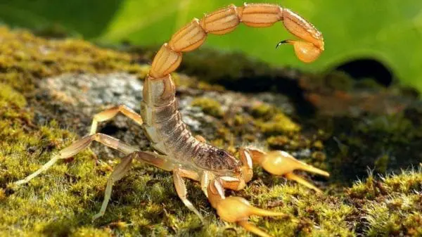 escorpião totem animal de poder xamanismo