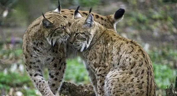 lince animal de poder totem xamanismo 