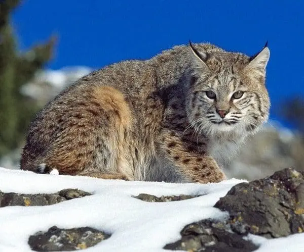 lince animal de poder totem xamanismo 