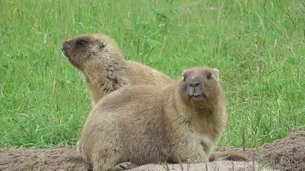 marmota totem xamanismo animal poder