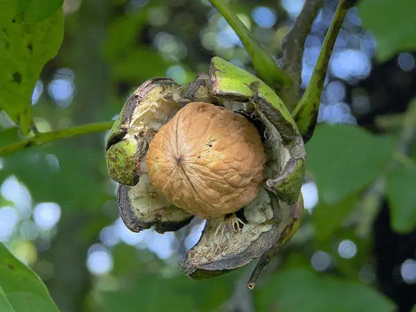 óleo de noz Unhas, saúde, cancer, coração, pele, rosto. beleza, nutrição