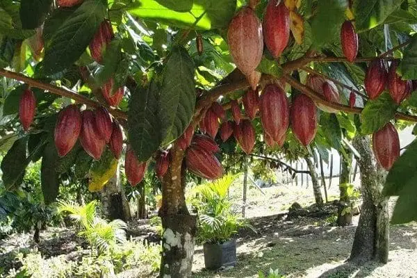 Manteiga de Cacau pele cabelo rosto corpo saúde natural ecologico