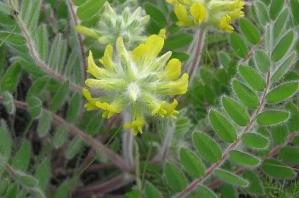 Adaptógenos vegetal imunidade tonico saúde