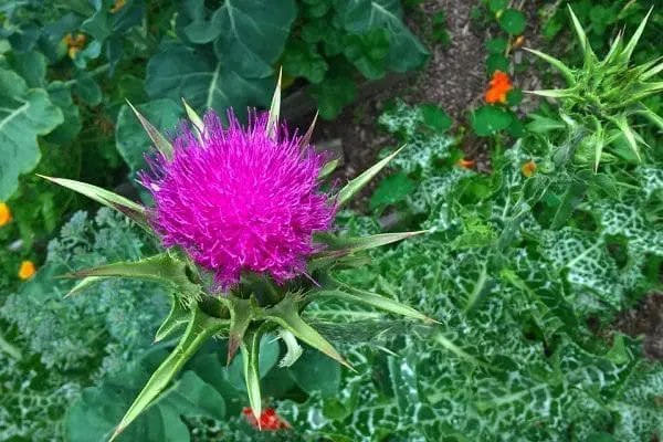 Adaptógenos vegetal imunidade tonico saúde