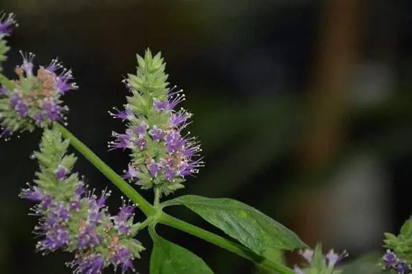 óleo essencial aromaterapia tratamento natural saúde 