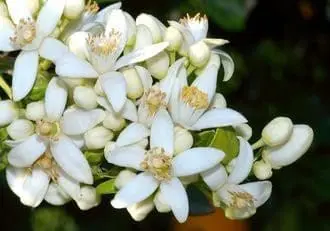 Óleo essencial Neroli aromaterapia saúde pele pressão alta