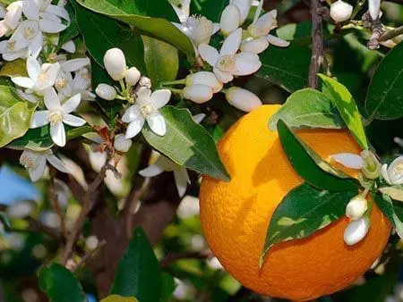 Óleo essencial Neroli aromaterapia saúde pele pressão alta