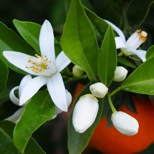 Óleo essencial Neroli aromaterapia saúde pele pressão alta