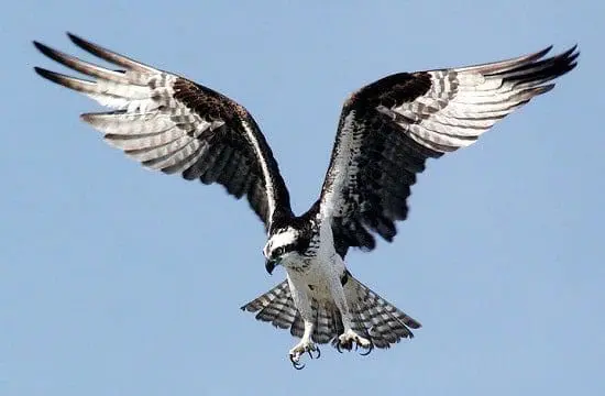 Águia-Pesqueira Águia pescadora xamanismo totem animal de poder