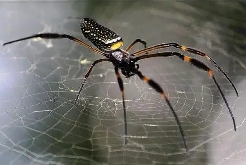 aranha xamanismo totem animal espiritual 