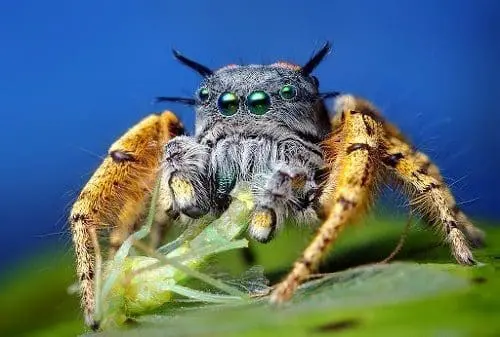 aranha xamanismo totem animal espiritual 