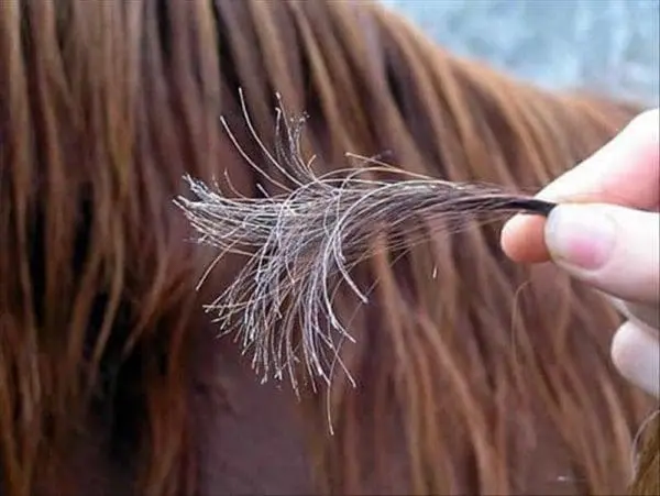 Máscaras cabelo pontas duplas