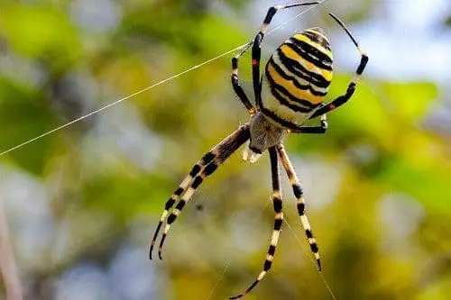 aranha xamanismo totem animal espiritual 