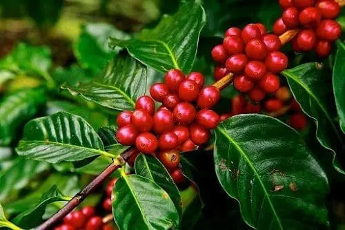 Óleo café verde saúde pele rosto corpo cabelos óleo essencial