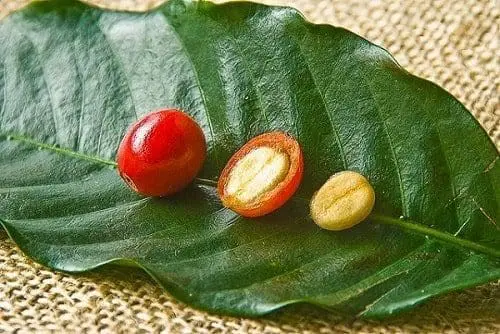 Óleo café verde saúde pele rosto corpo cabelos óleo essencial