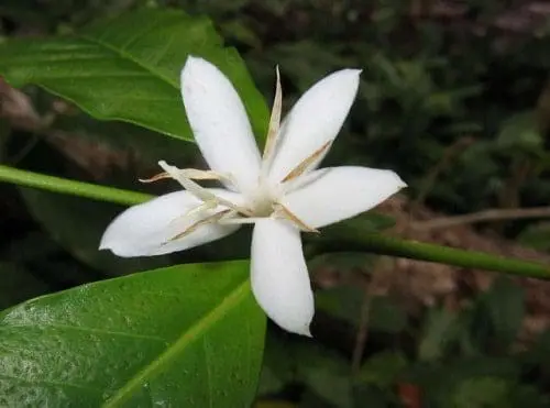 Óleo café verde saúde pele rosto corpo cabelos óleo essencial